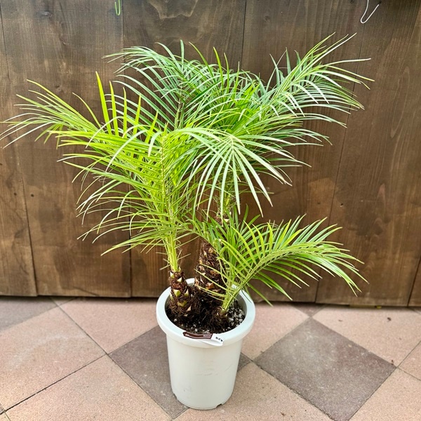 観葉植物：ロベヤシ*8号プラポット 大型ヤマト便 | 観葉植物,フロア