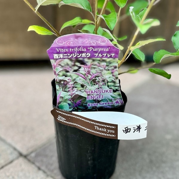 観葉植物 鉢花 苗：西洋ニンジンボク プルプレア*3号 | 観葉植物