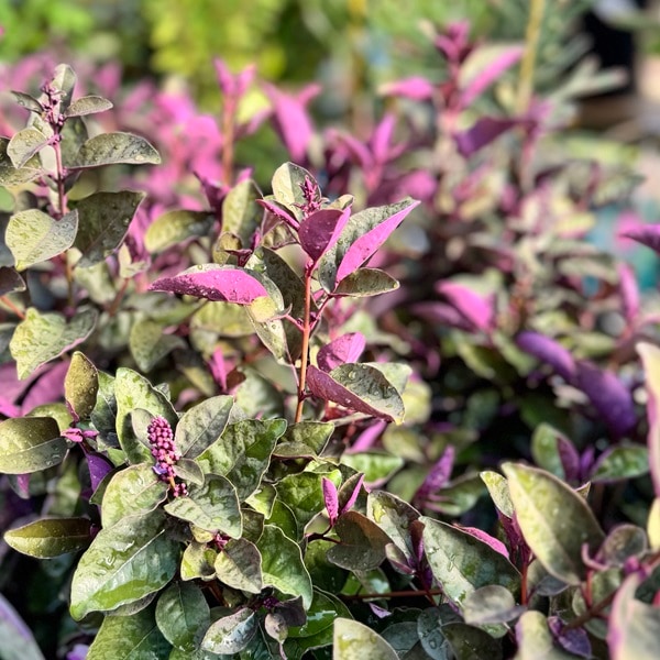 観葉植物 鉢花 苗：西洋ニンジンボク プルプレア*3号 | 観葉植物