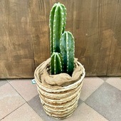 ������� ���տ�ʪ���쥵�ܥƥ� ȭ���С�*������ 3��Ω