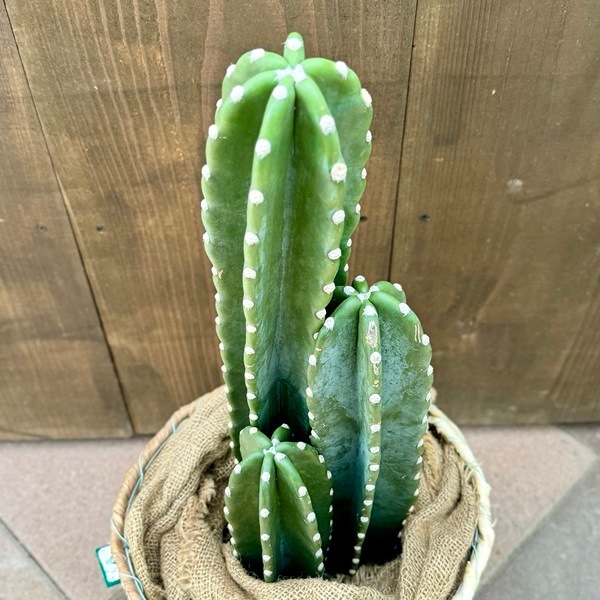 特大 鉢カバー 植木鉢 観葉植物 サボテン サボテン寄せ植えと鉢カバー3