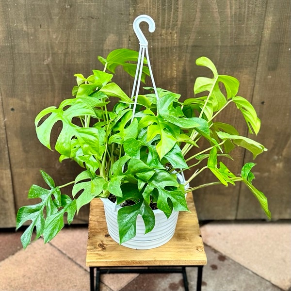 おしゃれ 観葉植物：ヒメモンステラ*6号 吊り鉢 姫モンステラ | 観葉