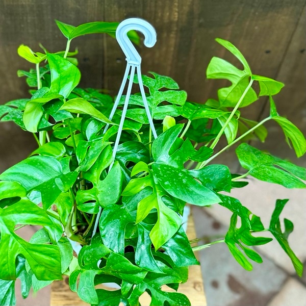 おしゃれ 観葉植物：ヒメモンステラ*6号 吊り鉢 姫モンステラ