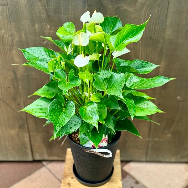その他観葉植物 Anthurium sp. white jangle 観葉植物：アンスリウム ホワイトチャンピオン*7号 セラアート 受皿付