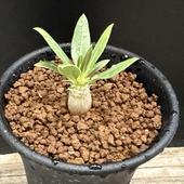 �����ǥå������ѥ��ݥǥ����� �������� ����*�ߥˡ�������1���