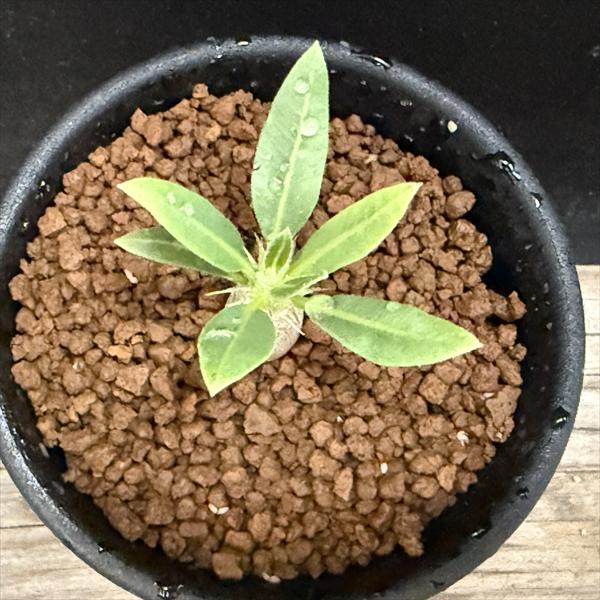 コーデックス：パキポディウム 恵比寿大黒 実生*ミニ 塊根幅1cm