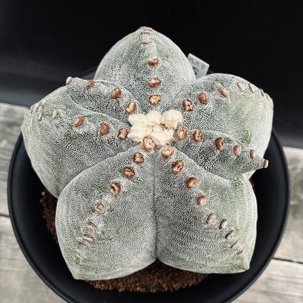 サボテン：アストロフィツム 鸞鳳玉 ストロンギゴナム 実生*幅16cm