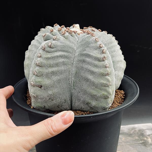 サボテン：アストロフィツム 山川ストロンギ鸞鳳玉 実生*幅17cm 現品