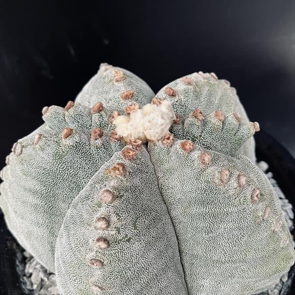 サボテン：アストロフィツム 山川ストロンギ鸞鳳玉 実生*幅17cm 現品