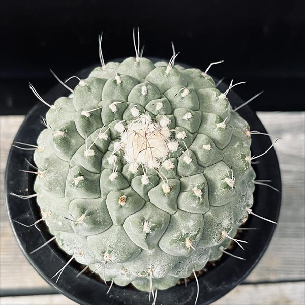 サボテン：ストロンボカクタス 菊水 自根*幅8cm 現品！一品限り