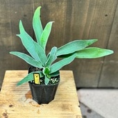 ������졡���տ�ʪ���ӥ������� ��������� �٥�����*3.5�� �ץ�ݥå� Patycerium veitchi