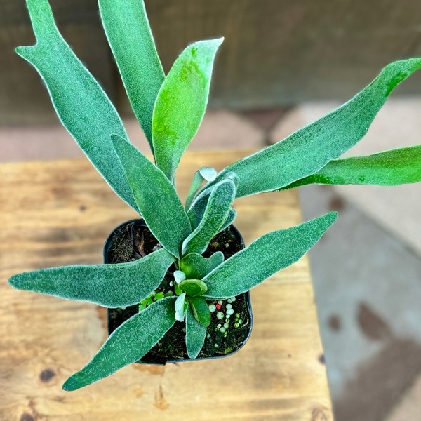 ビカクシダ p. ムーンライト 子株付き 写真3.4.5.6枚目 ビカクシダ p. ムーンライト 子株付き 写真3.4.5.6枚目 Yahoo