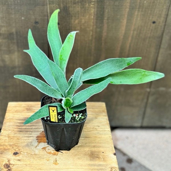 ビカクシダ ビーチー　ベイチー　木製台付き 観葉植物 ビカクシダ（コウモリラン）：ベイチー 7号吊り鉢 の通販 | 園芸