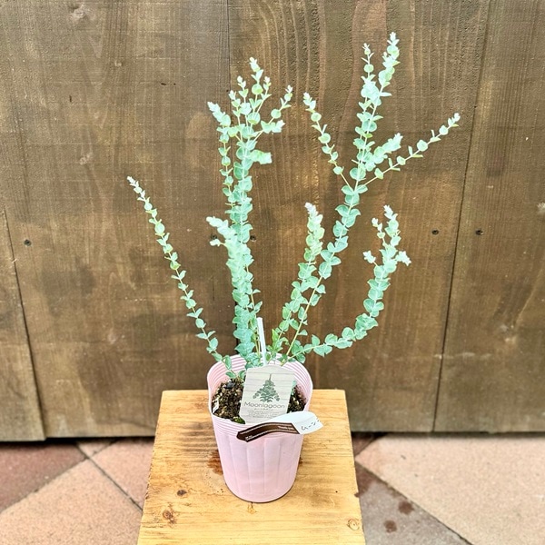 苗 ハーブ 観葉植物：ユーカリ ムーンラグーン*ユーカリの木 4号