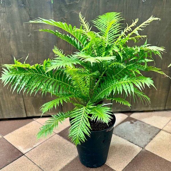 おしゃれ 観葉植物 西洋シダ植物：ブレクナム シルバーレディー*黒