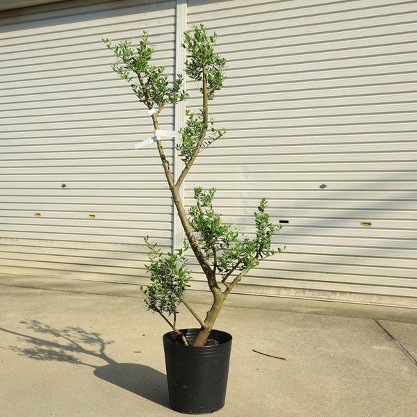 オリーブの木　ネバディロブランコ　約150cm　NO.1885　大型　現品掲載 000000016066_2_cedx1tt.jpg