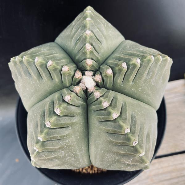 希少❗️美品❗️SWAROWSKI サボテン置物 Amazon.co.jp: スワロフスキー クリスタルフラワー ゴールデン