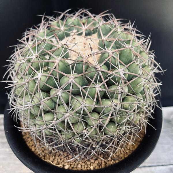 Coryphantha コリ コリ ファンタ コリファンタ 象牙丸錦 Coryphantha