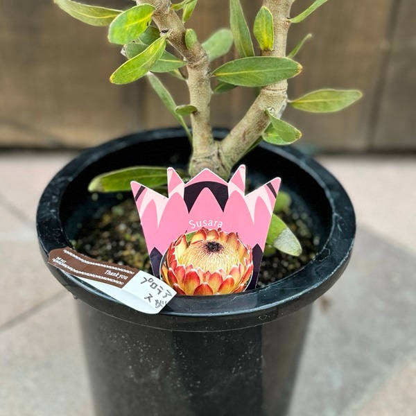 おしゃれ 観葉植物 花苗：プロテア スザーラ*スサラ 8号 2F | 観葉植物