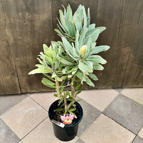 おしゃれ 観葉植物 花苗：プロテア スザーラ*スサラ 8号 2F | 観葉植物