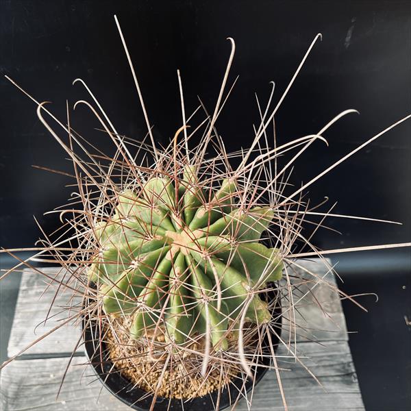サボテン：フェロカクタス*幅14cm 現品！一品限り ※傷あり