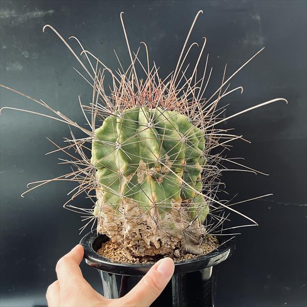 サボテン：フェロカクタス*幅14cm 現品！一品限り ※傷あり