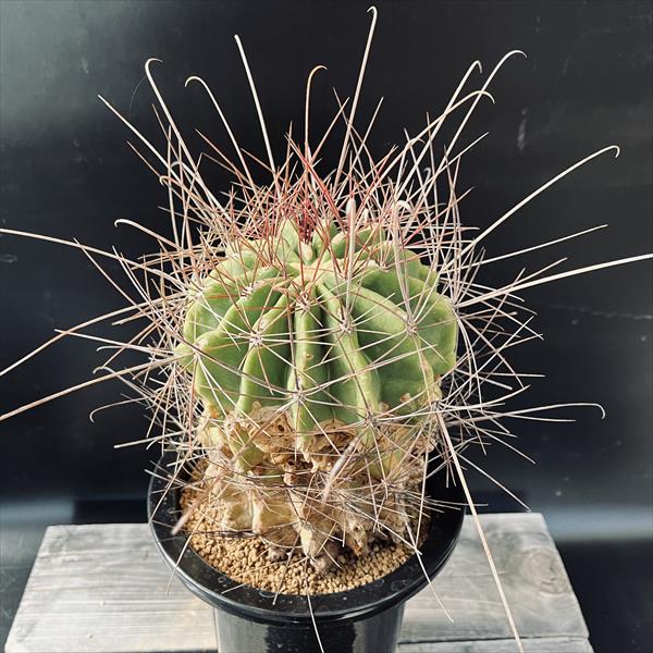 サボテン　フェロカクタス サボテン：フェロカクタス*幅14cm 現品！一品限り ※傷あり