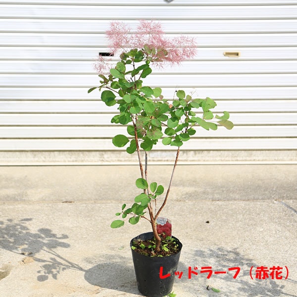 庭木・植木：スモークツリー6号*樹高60cm 3種 レッドラーフ