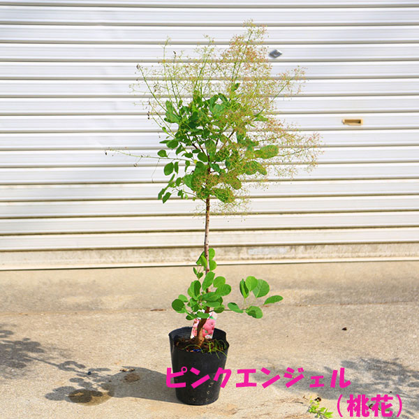 庭木・植木：スモークツリー6号*樹高60cm 3種 レッドラーフ