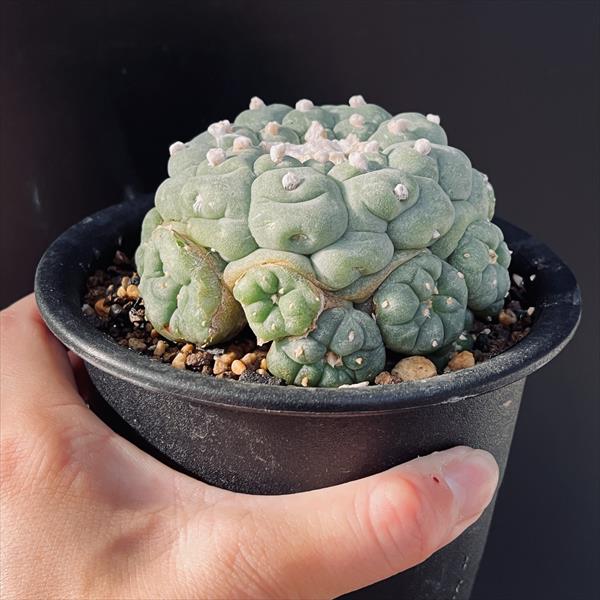 サボテン：ロフォフォラ 疣銀冠玉 実生*幅9cm 現品！一品限り