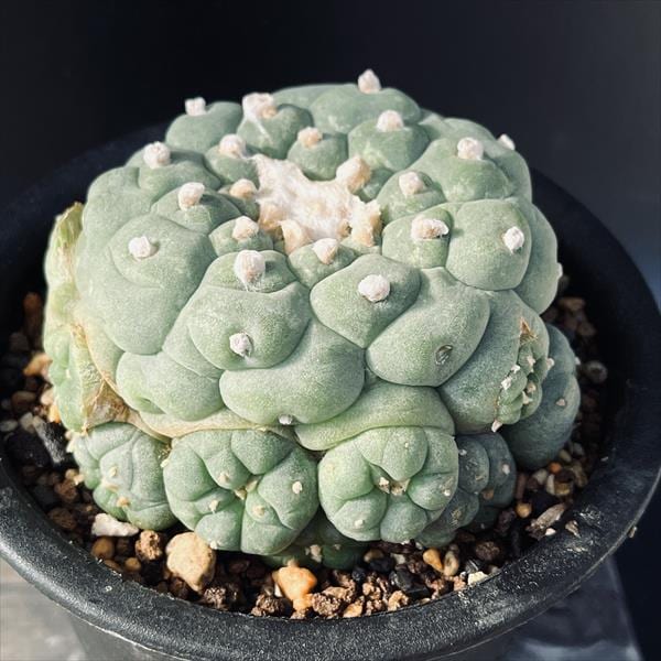 ロフォフォラ・疣銀冠 接木(抜き苗) サボテン：ロフォフォラ 疣銀冠玉 実生*幅9cm 現品！一品限り