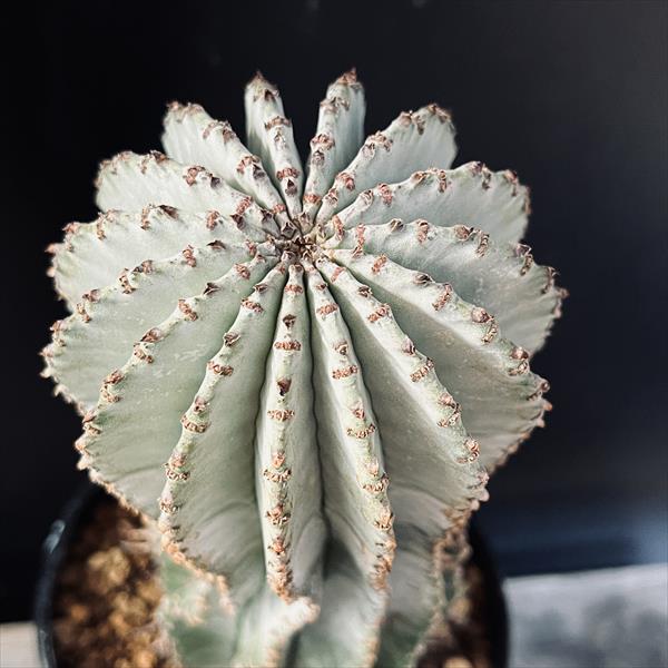 ユーフォルビア ホリダ　多肉植物 ユーフォルビア・ホリダの基本情報・育て方｜多肉植物・サボテン図鑑