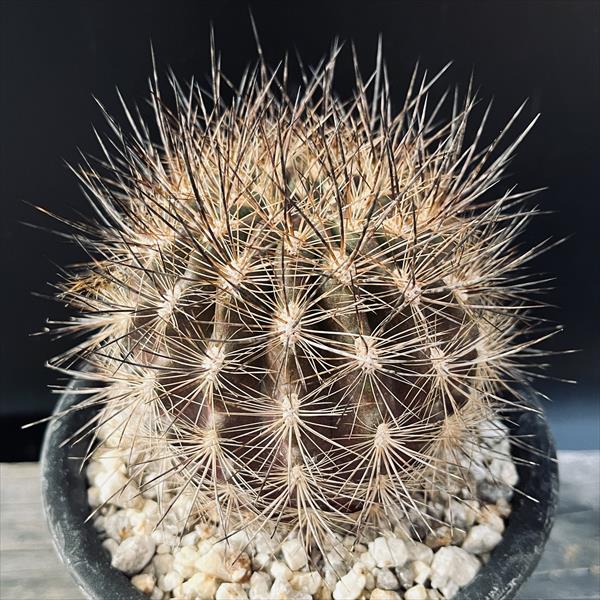 サボテン：ネオポルテリア 銀翁玉 実生*幅8cm 現品！一品限り