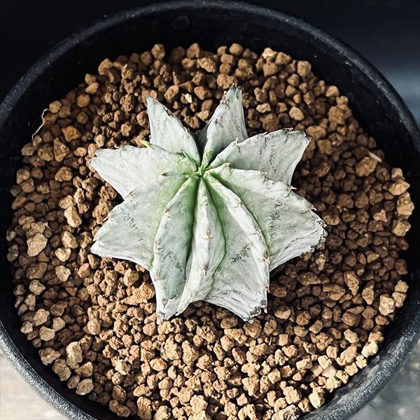多肉植物:ユーフォルビア H氏実生 白ホリダ*S 幅4.5cm 多肉植物:ユーフォルビア H氏実生 白ホリダ*S 幅4.5cm