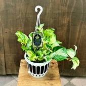 ������� ���տ�ʪ���ݥȥ������ơ�����*5�� �ߤ�ȭ