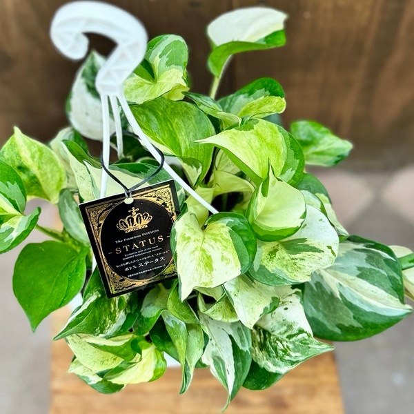 おしゃれ 観葉植物：ポトス ステータス*5号 吊り鉢 | 観葉植物,吊り鉢