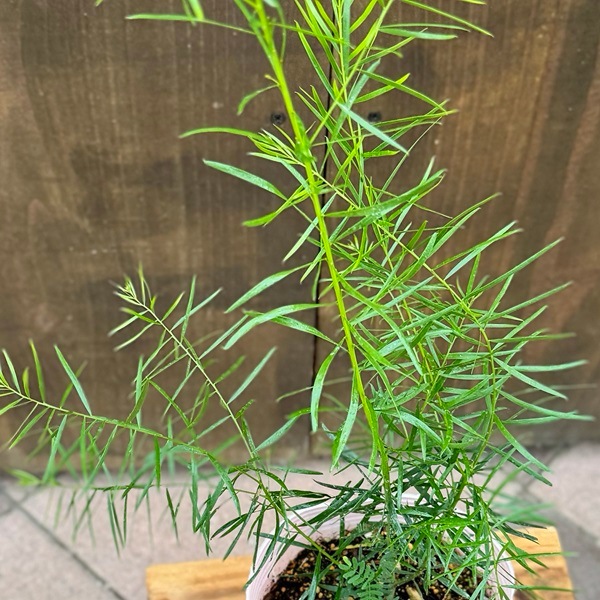 苗 観葉植物：ブリスベーン アカシア フィンブリアータ*4号 | 観葉植物