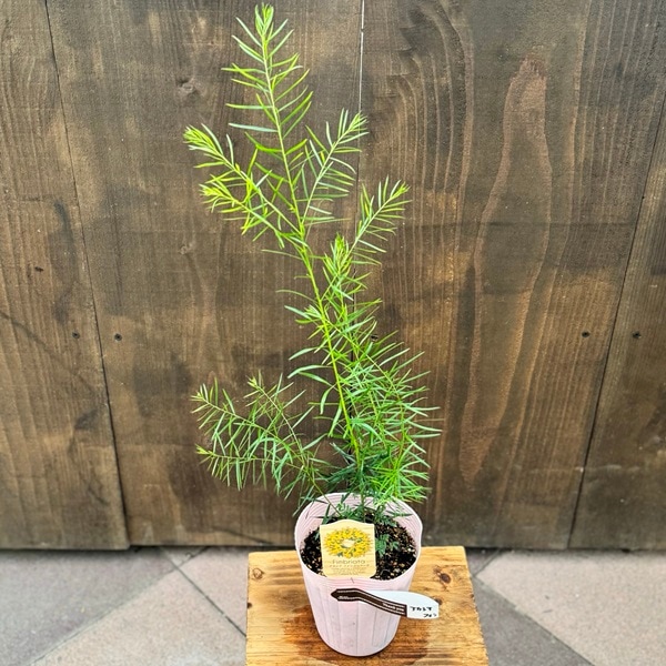 苗 観葉植物：ブリスベーン アカシア フィンブリアータ*4号 | 観葉植物