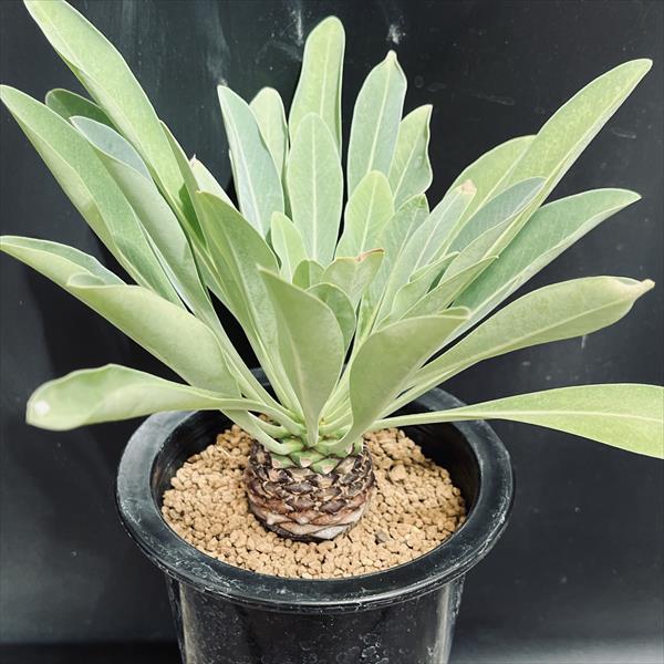 ☆特価☆多肉植物：ユーフォルビア 鉄甲丸*L 塊根幅4.5cm | サボテン