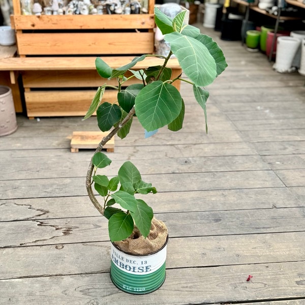 おしゃれ 観葉植物：フィカス エベレスト 鉢カバー*麻布 ブリキ缶