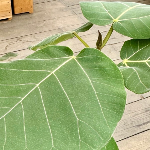 おしゃれ 観葉植物：フィカス エベレスト 鉢カバー*麻布 ブリキ