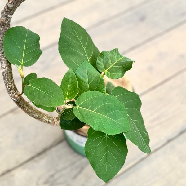 現品 フィカス ゴムの木 エベレスト 39 曲がり フィカス