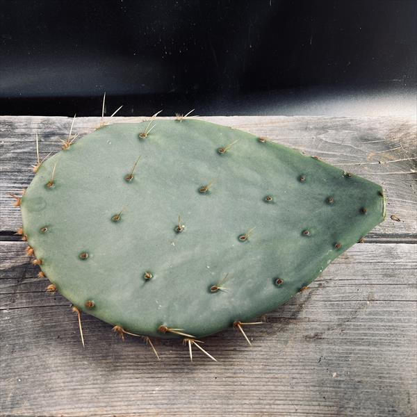 ウチワサボテン：オプンチア 大丸盆*カット苗 | サボテン＆多肉植物