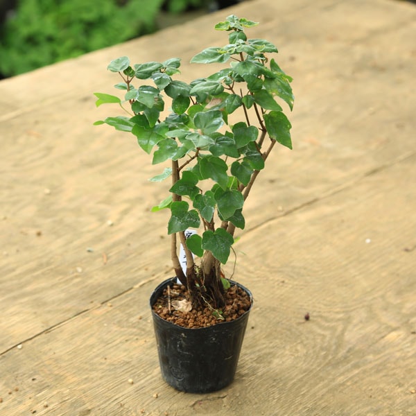 白木盆栽園　ミヤサマカエデ　宮様楓　盆栽　樹高21センチ　楓カエデ紅葉観葉植物 白木盆栽園 ミヤサマカエデ 宮様楓 盆栽 樹高21センチ 楓カエデ