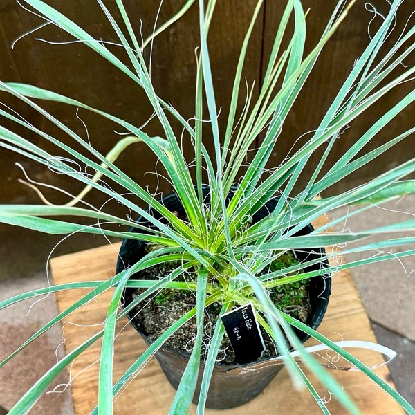 おしゃれ 観葉植物 苗：ユッカ エラータ*4号 Yucca elata | 観葉植物
