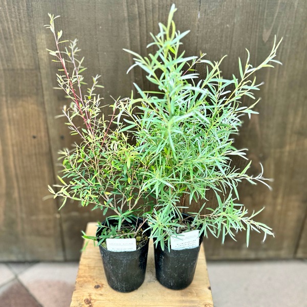 観葉植物 苗 花苗 鉢花 選べる：レプトスペルマム*カッパーグロウ