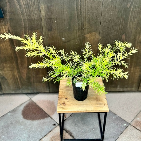 サボテン メラレウカ♪抜き苗 観葉植物 苗 鉢花：メラレウカ レボリューションゴールド*3号 | 観葉