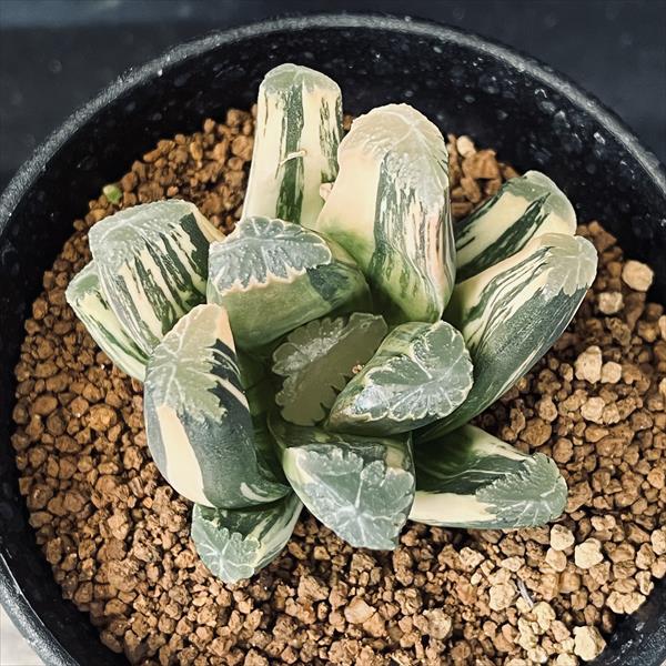 多肉植物：ハオルチア 鮮明黄色斑 万象錦*幅6cm 現品 一品限り