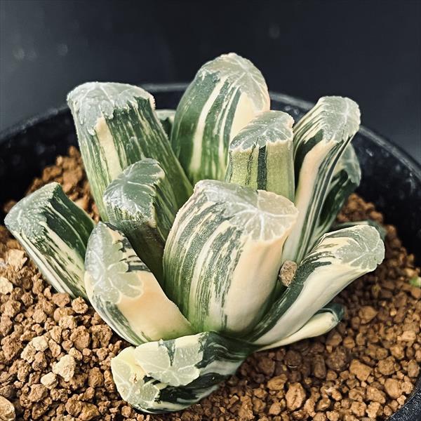 多肉植物：ハオルチア 鮮明黄色斑 万象錦*幅6cm 現品 一品限り