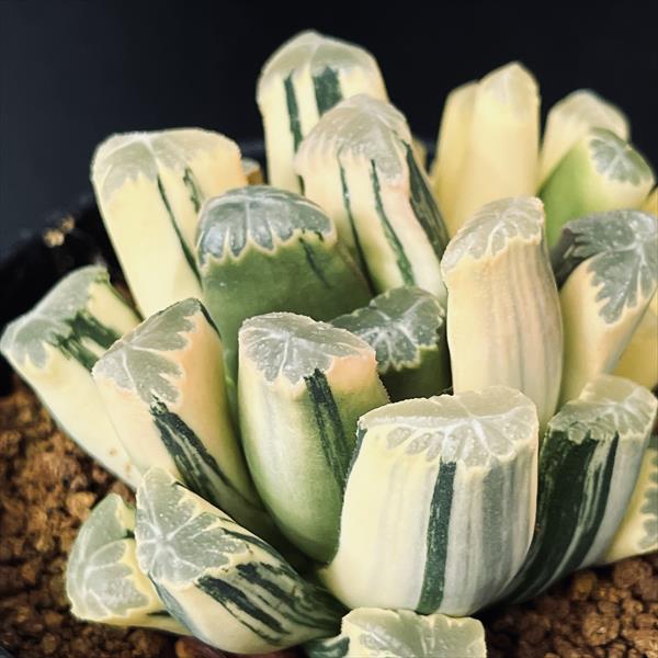 ☆☆万象錦×MS万象＊OM万象錦＊ハオルチア＊錦☆☆ 多肉植物 ハオルチア 万象錦 大紫 - メルカリ